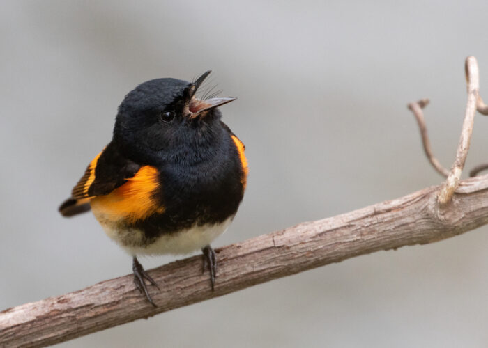 Bird Lore: Electric birding